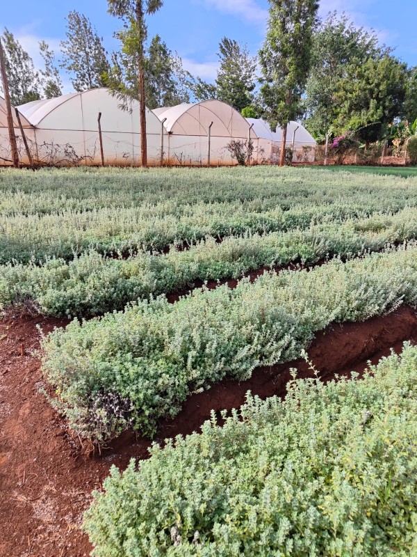 OREGON from Kenya